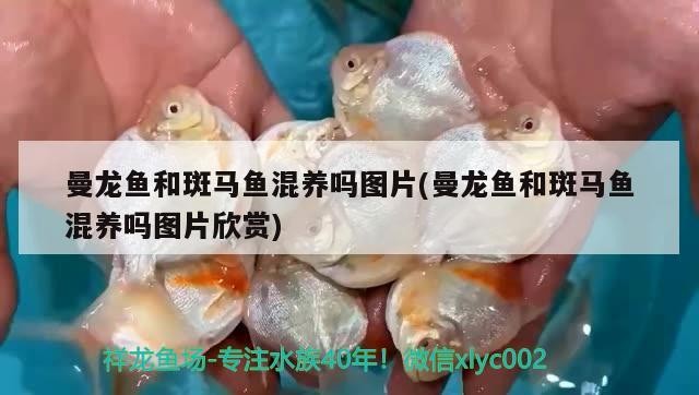 曼龍魚和斑馬魚混養嗎圖片(曼龍魚和斑馬魚混養嗎圖片欣賞)