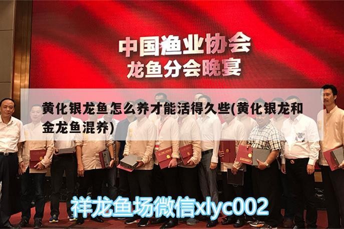 黃化銀龍魚怎么養(yǎng)才能活得久些(黃化銀龍和金龍魚混養(yǎng))