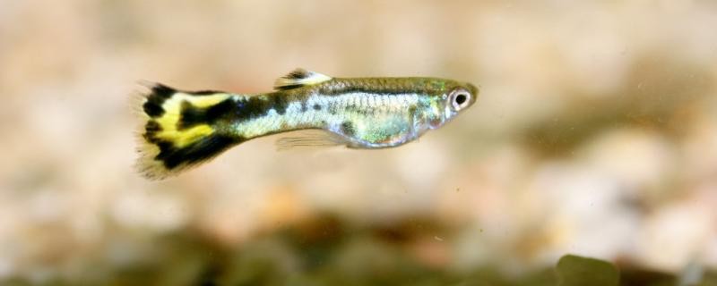 孔雀魚的繁殖方法繁殖注意事項