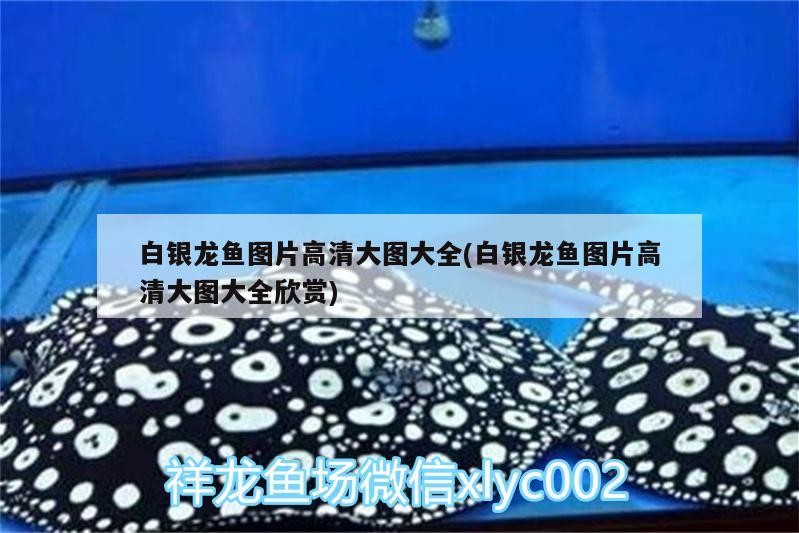 白銀龍魚圖片高清大圖大全(白銀龍魚圖片高清大圖大全欣賞)