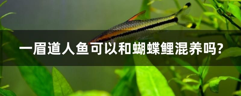 一眉道人魚可以和蝴蝶鯉混養嗎？