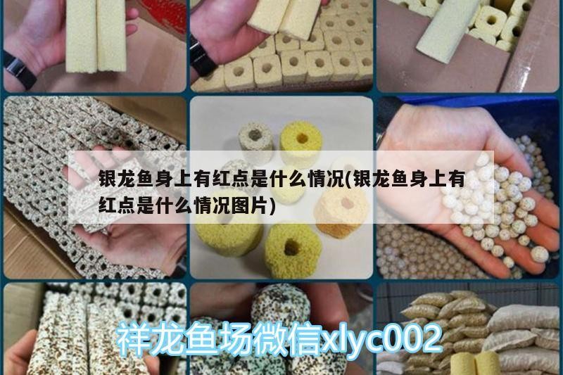 銀龍魚(yú)身上有紅點(diǎn)是什么情況(銀龍魚(yú)身上有紅點(diǎn)是什么情況圖片)