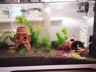 清豐縣陽邵鄉陽邵集金海花水族館（清豐縣陽邵花店）