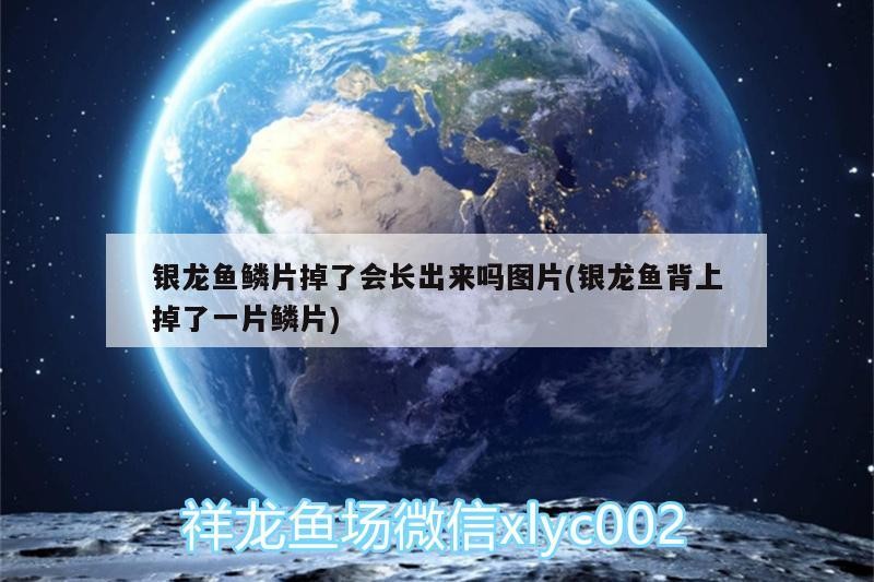 銀龍魚鱗片掉了會(huì)長(zhǎng)出來(lái)嗎圖片(銀龍魚背上掉了一片鱗片)