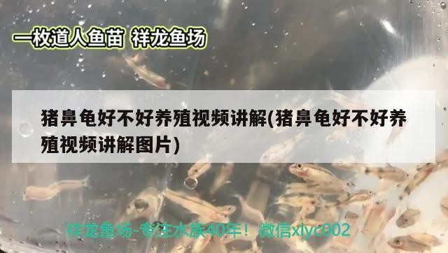 豬鼻龜好不好養殖視頻講解(豬鼻龜好不好養殖視頻講解圖片)