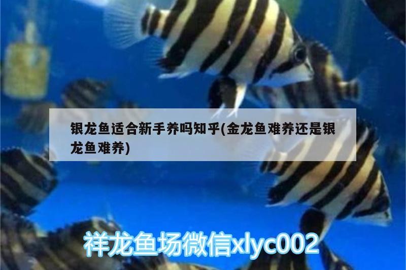 銀龍魚適合新手養(yǎng)嗎知乎(金龍魚難養(yǎng)還是銀龍魚難養(yǎng))