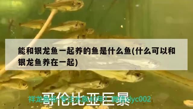 能和銀龍魚一起養的魚是什么魚(什么可以和銀龍魚養在一起)