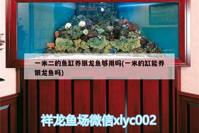 一米二的魚缸養銀龍魚夠用嗎(一米的缸能養銀龍魚嗎)