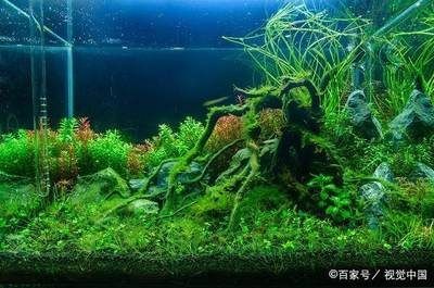 冬天魚缸里的水渾濁怎么辦：冬天魚缸水渾濁的處理方法是根據搜索結果整理的方法