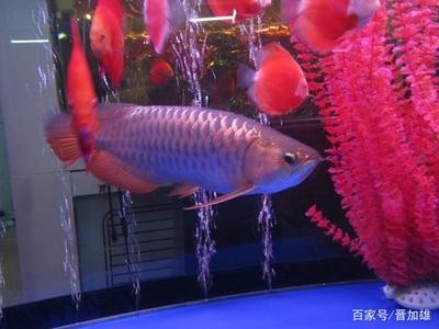 40cm紅龍魚多少錢（紅龍魚40公分賣多少錢）
