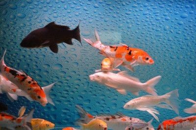出現(xiàn)病魚的魚缸怎么辦視頻：如何處理病魚？如何識(shí)別病魚？ 出現(xiàn)病魚的魚缸怎么辦視頻：如何處理病魚？如何識(shí)別病魚？ 魚缸百科