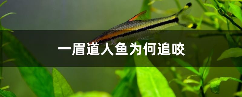 一眉道人魚為何追咬