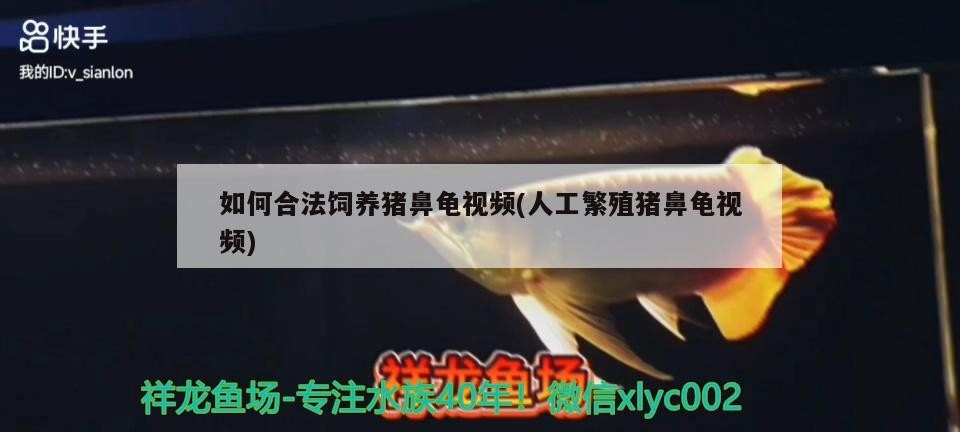 如何合法飼養豬鼻龜視頻(人工繁殖豬鼻龜視頻)