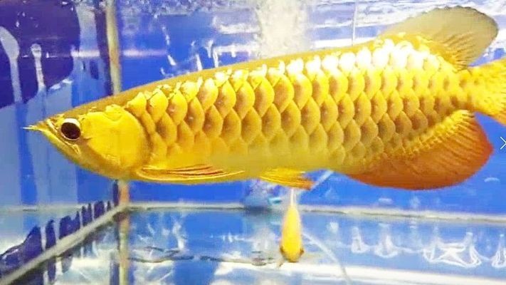 紅龍魚什么燈光發(fā)色好（紅龍魚什么燈光發(fā)色好看）