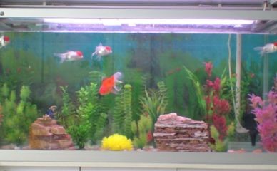 大魚缸加熱：智能魚缸控制系統已成為現代養魚愛好者的熱門話題