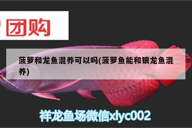 菠蘿和龍魚混養可以嗎(菠蘿魚能和銀龍魚混養)