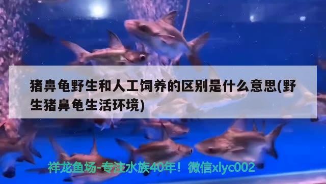 豬鼻龜野生和人工飼養(yǎng)的區(qū)別是什么意思(野生豬鼻龜生活環(huán)境)