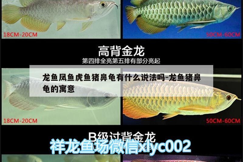 龍魚鳳魚虎魚豬鼻龜有什么說法嗎:龍魚豬鼻龜的寓意 龍魚鳳魚虎魚豬鼻龜有什么說法嗎:龍魚豬鼻龜的寓意 豬鼻龜百科