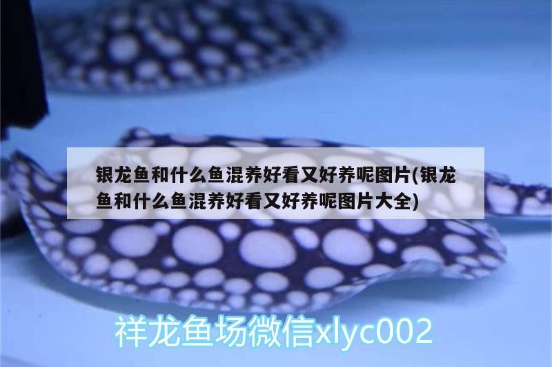 銀龍魚和什么魚混養好看又好養呢圖片(銀龍魚和什么魚混養好看又好養呢圖片大全)