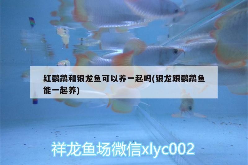 紅龍魚和金龍魚的特征區別在哪(金龍魚銀龍魚紅龍魚的區別)