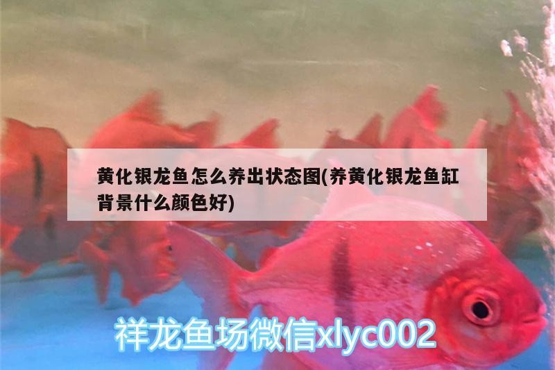 黃化銀龍魚怎么養(yǎng)出狀態(tài)圖(養(yǎng)黃化銀龍魚缸背景什么顏色好)