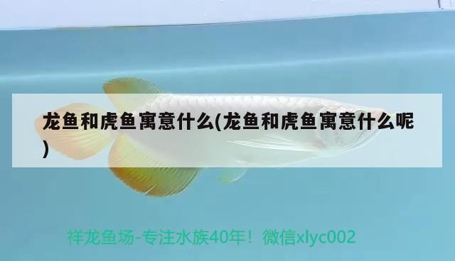 龍魚和虎魚寓意什么(龍魚和虎魚寓意什么呢)