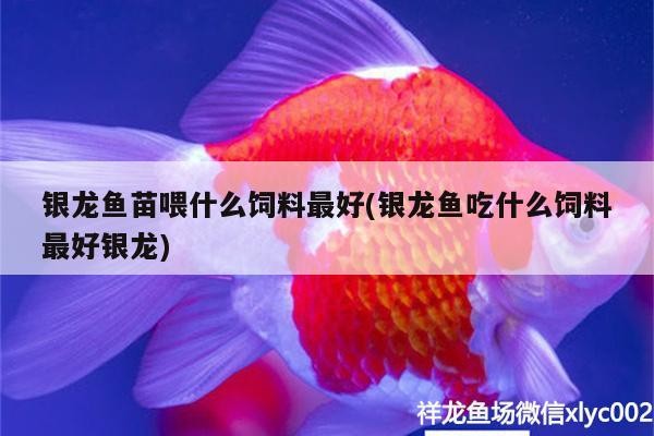 銀龍魚苗喂什么飼料最好(銀龍魚吃什么飼料最好銀龍)
