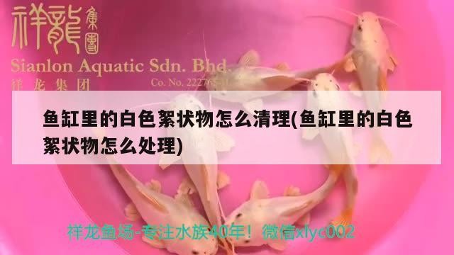 我的虎魚真菌感染了要怎么處理 魚缸里的白色絮狀物怎么清理(魚缸里的白色絮狀物怎么處理) 紅龍魚百科 魚缸里的白色絮狀物怎么清理(魚缸里的白色絮狀物怎么處理) 魚缸里的白色絮狀物怎么清理(魚缸里的白色絮狀物怎么處理) 紅龍魚百科