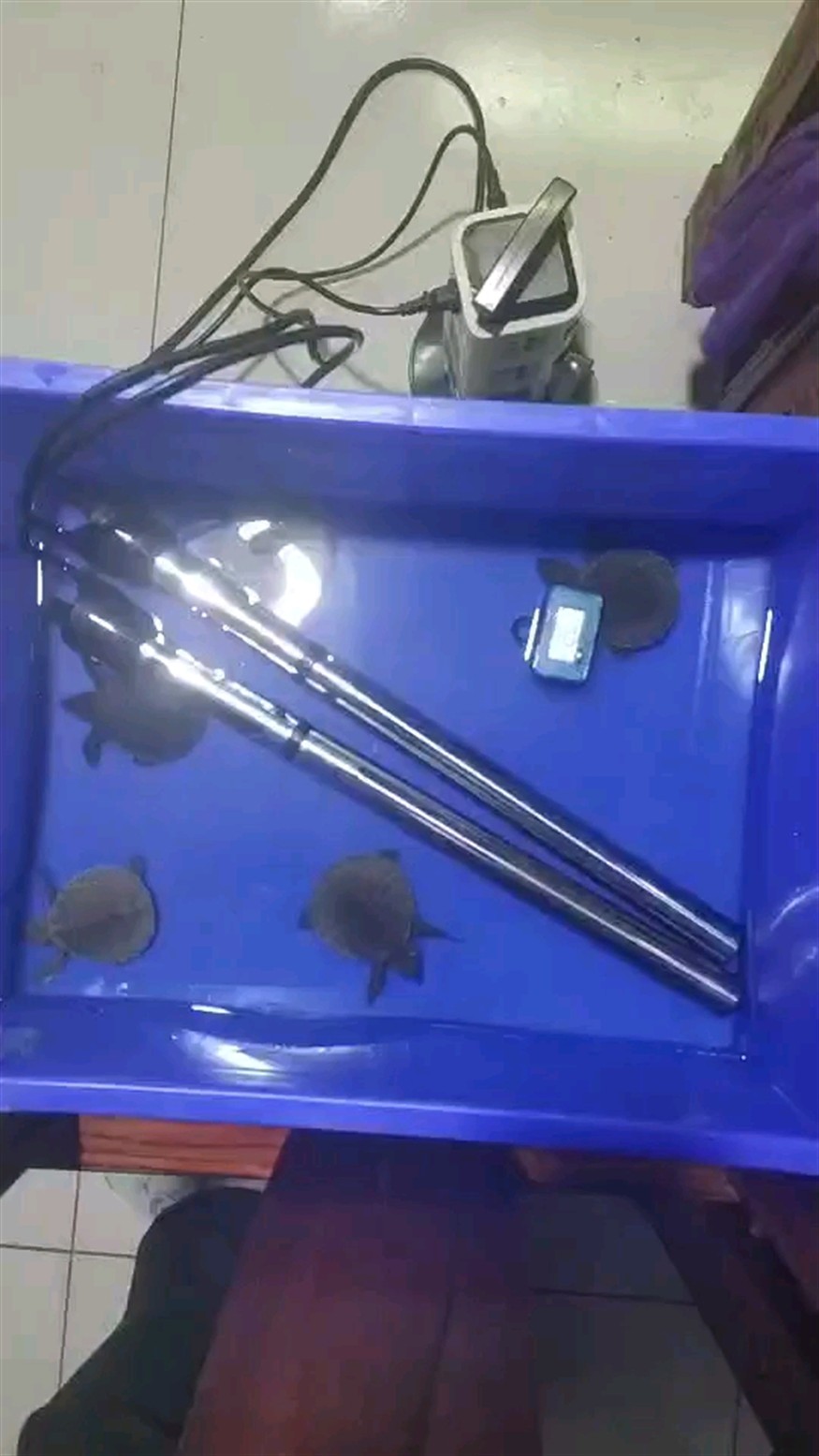 魚缸 大神們5cm的豬鼻龜怎么樣注意什么 豬鼻龜百科 大神們5cm的豬鼻龜怎么樣注意什么 大神們5cm的豬鼻龜怎么樣注意什么 豬鼻龜百科