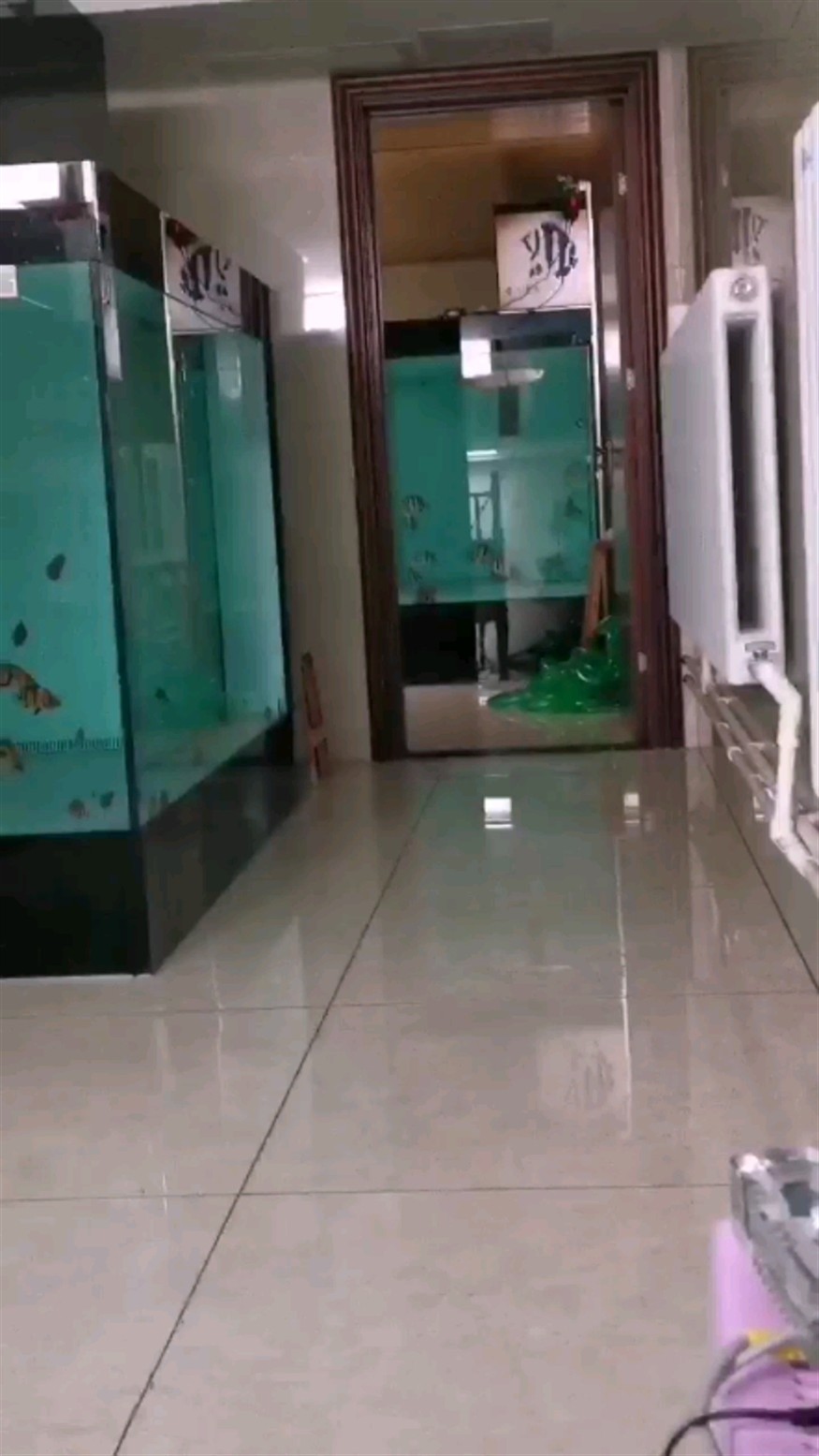 虎魚混養分享
