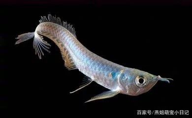 龍魚吃冷凍食品會怎樣呢 龍魚吃冷凍食品會怎樣呢 龍魚百科 第1張
