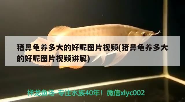 豬鼻龜養多大的好呢圖片視頻(豬鼻龜養多大的好呢圖片視頻講解)