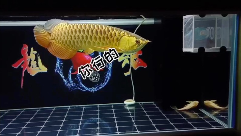 一龍一虎，給錢(qián)就出