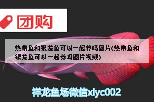 熱帶魚和銀龍魚可以一起養(yǎng)嗎圖片(熱帶魚和銀龍魚可以一起養(yǎng)嗎圖片視頻) 熱帶魚和銀龍魚可以一起養(yǎng)嗎圖片(熱帶魚和銀龍魚可以一起養(yǎng)嗎圖片視頻) 銀龍魚百科