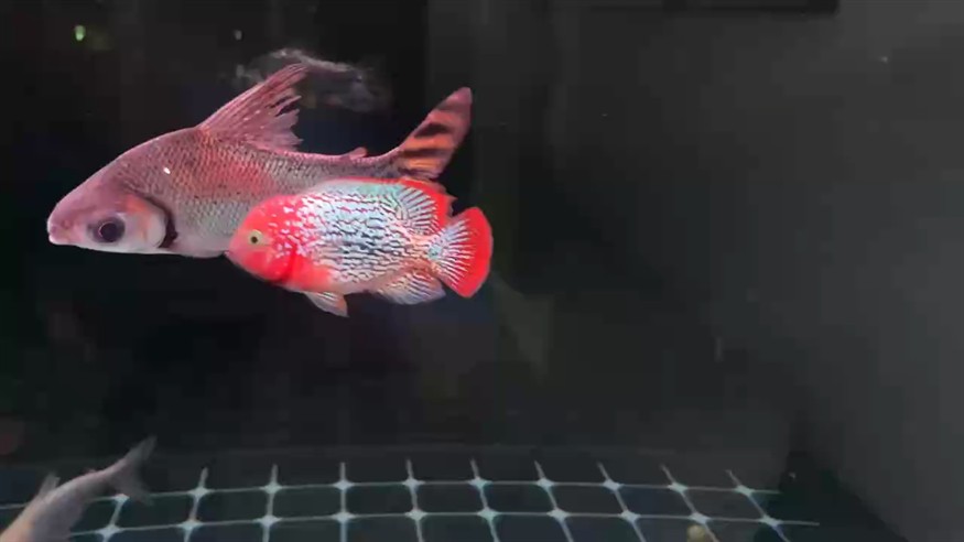 長大了 脾氣也磨沒了
