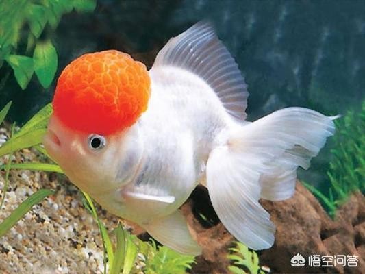 本溪滿族自治縣小市鎮魚友水族館（本溪滿族自治縣小市鎮魚友水族館電話） 本溪滿族自治縣小市鎮魚友水族館（本溪滿族自治縣小市鎮魚友水族館電話） 全國水族館企業名錄 第1張