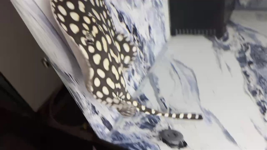 滿缸飛