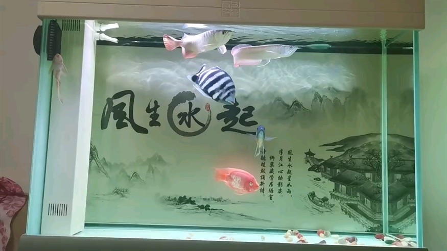 龍弟入缸滿月了，平安[haha]