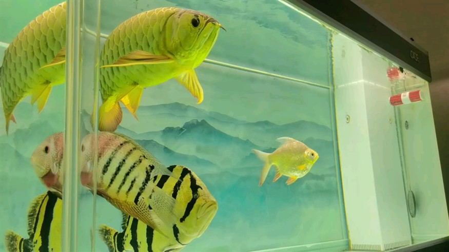 大噸位