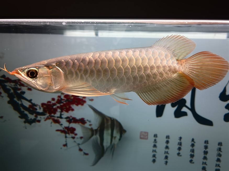 再來一條孟吉爾