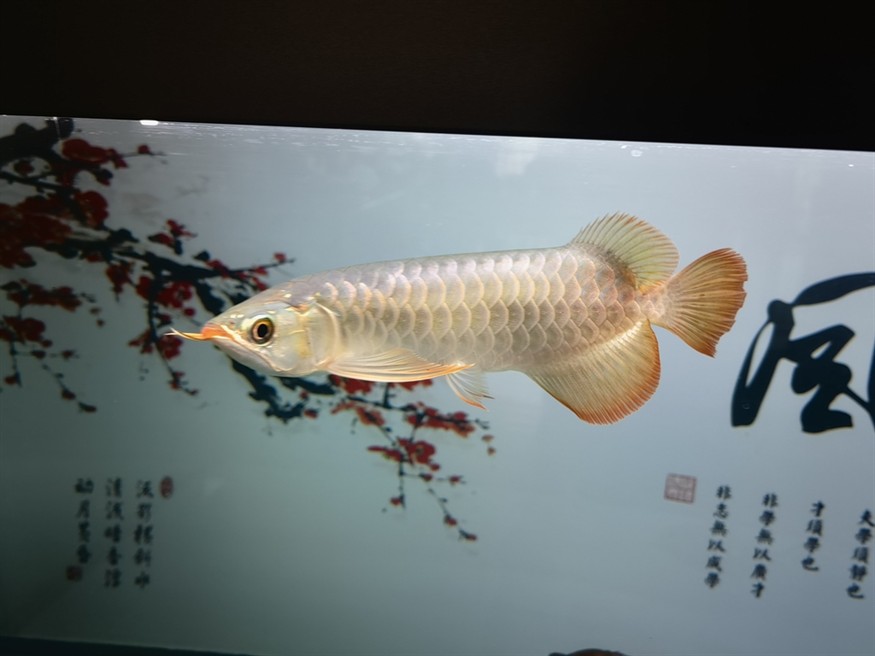 再來一條孟吉爾