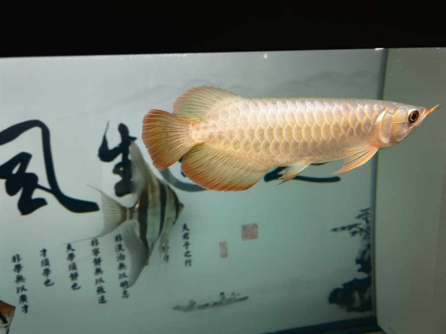 再來一條孟吉爾