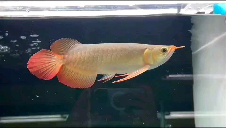 一尾滿分