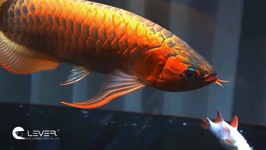 自助“蝦片”… 自助“蝦片”… 龍魚論壇
