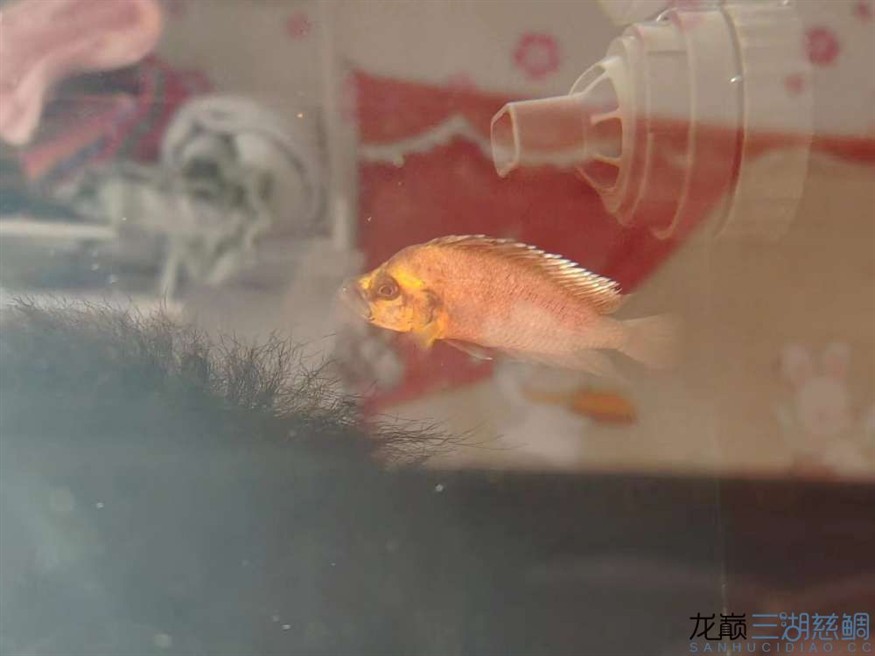 救救我的虎蒙眼+白鰭 龍魚論壇 第3張 救救我的虎蒙眼+白鰭 救救我的虎蒙眼+白鰭 龍魚論壇 第3張