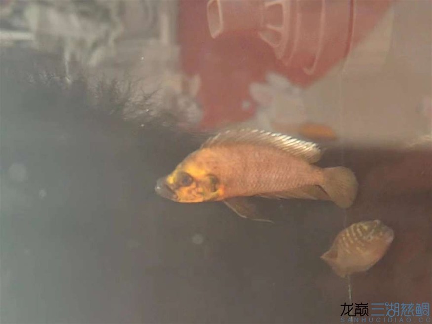 救救我的虎蒙眼+白鰭 龍魚論壇 第4張 救救我的虎蒙眼+白鰭 救救我的虎蒙眼+白鰭 龍魚論壇 第4張