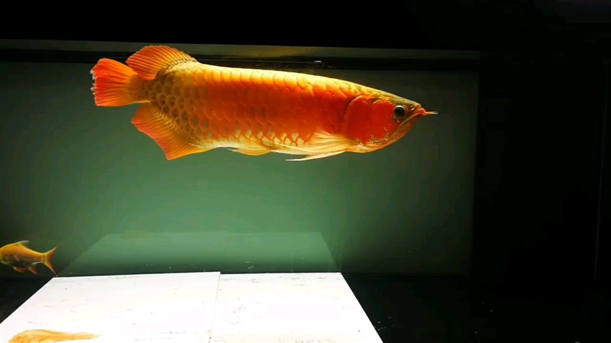 龍王駕臨