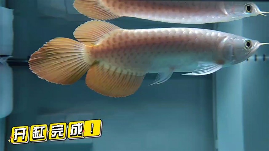 龍虎開缸完成