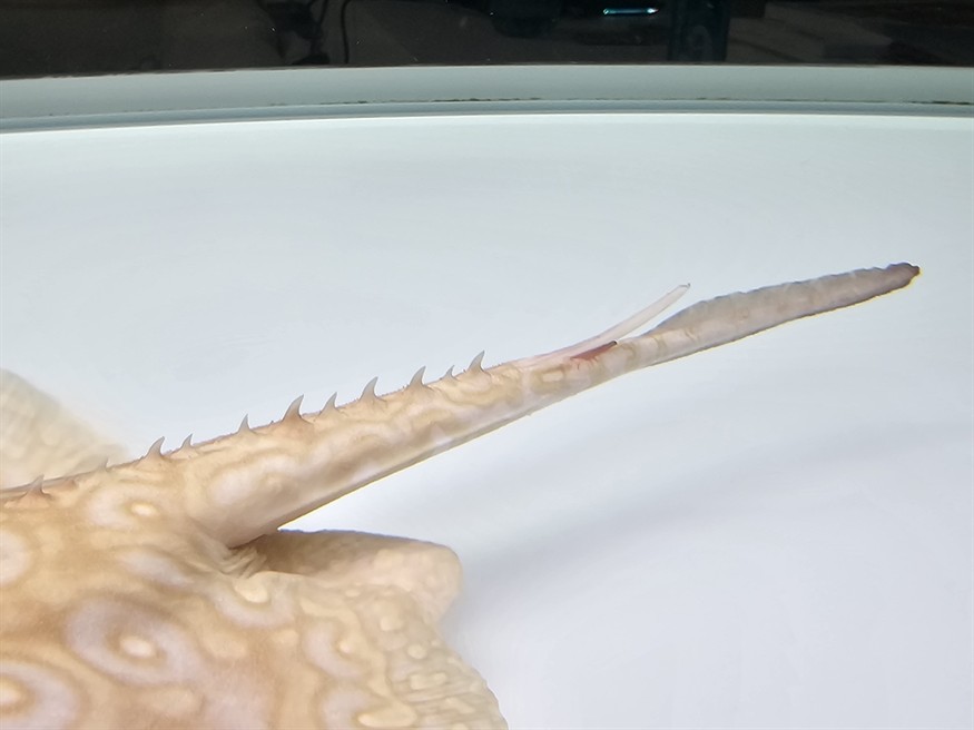 魟魚尾刺要不要剪掉？
