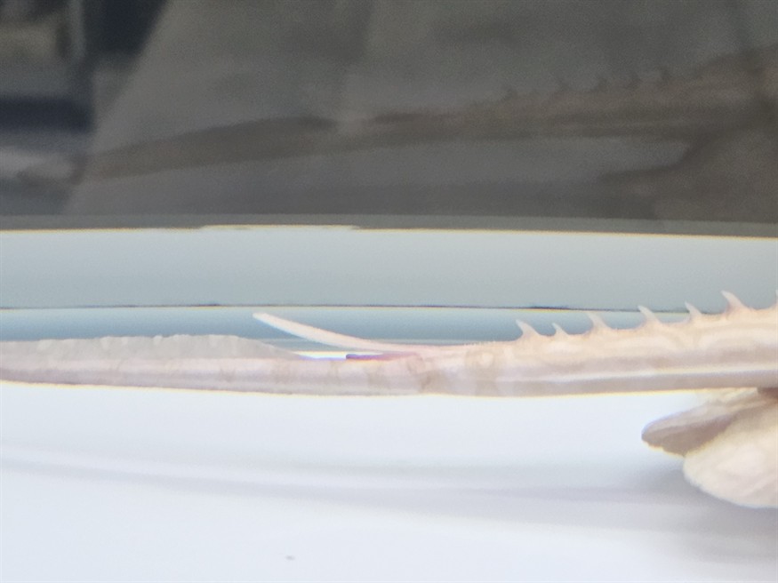 魟魚尾刺要不要剪掉？